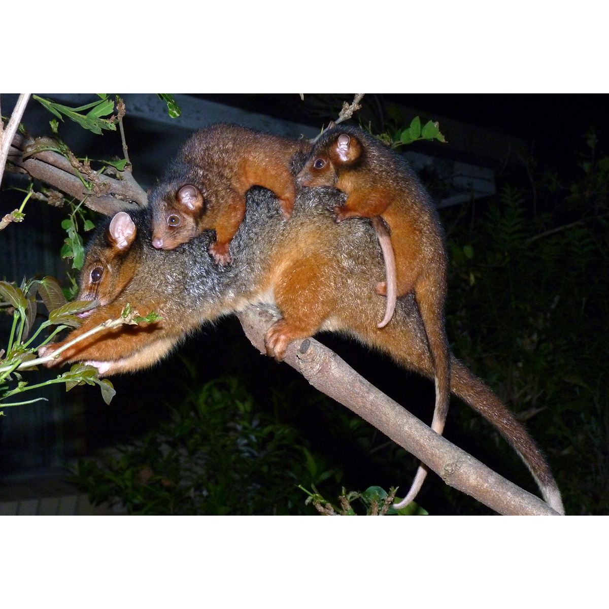 Восточный кускус (Pseudocheirus peregrinus) Фото №8