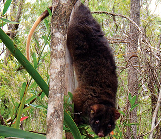 Pseudocheirus peregrinus occidentalis