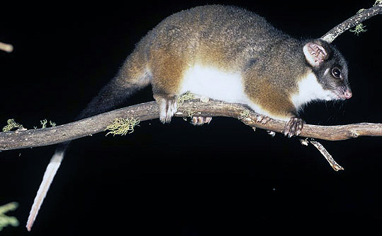Pseudocheirus peregrinus peregrinus