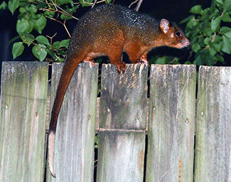 Pseudocheirus peregrinus pulcher