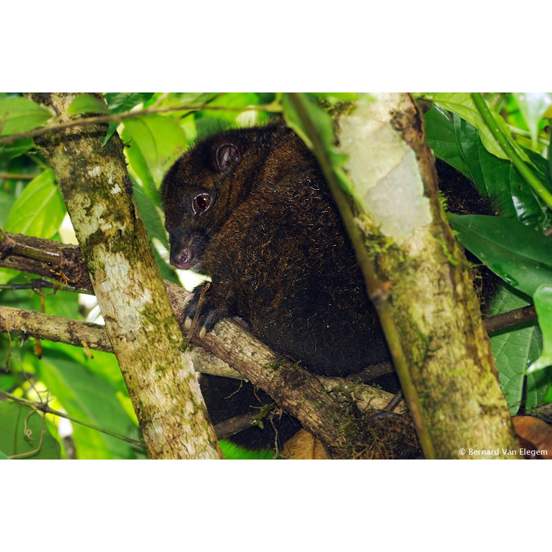 Reclusive Ringtail Possum (Pseudochirops coronatus) Фото №2