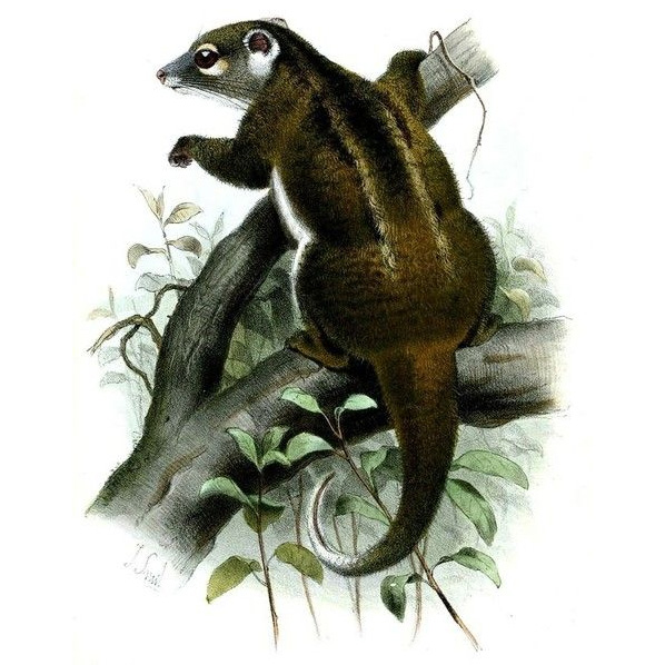 Reclusive Ringtail Possum (Pseudochirops coronatus) Фото №3
