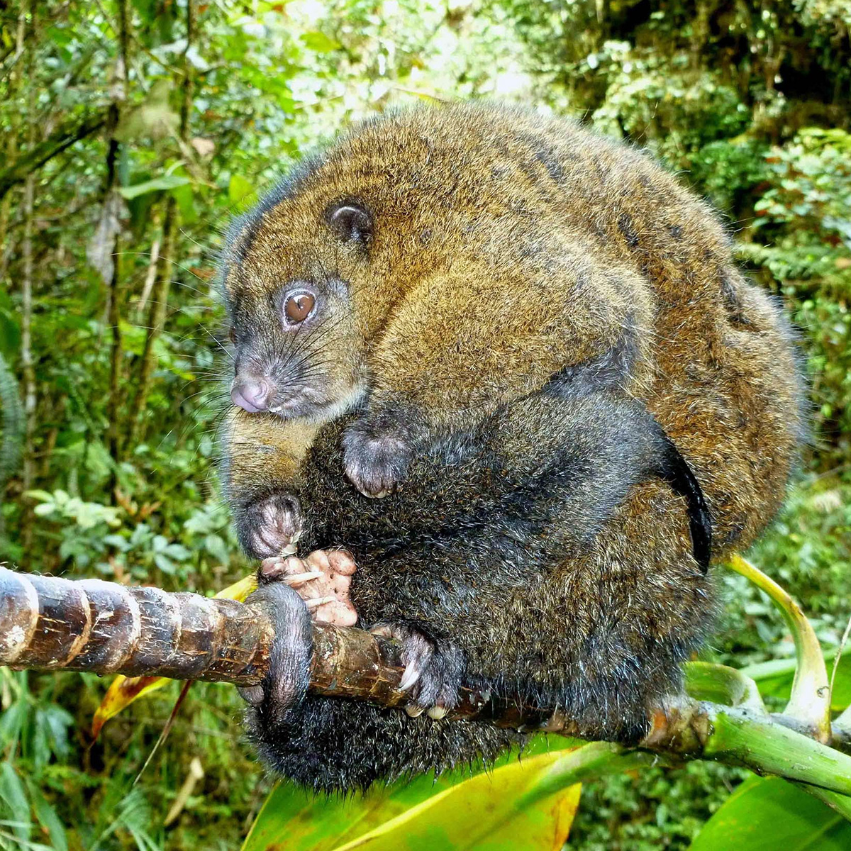 Медноволосый кускус (Pseudochirops cupreus) Фото №2