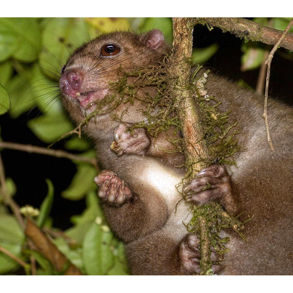 Daintree River Ringtail Possum (Pseudochirulus cinereus) Фото №10