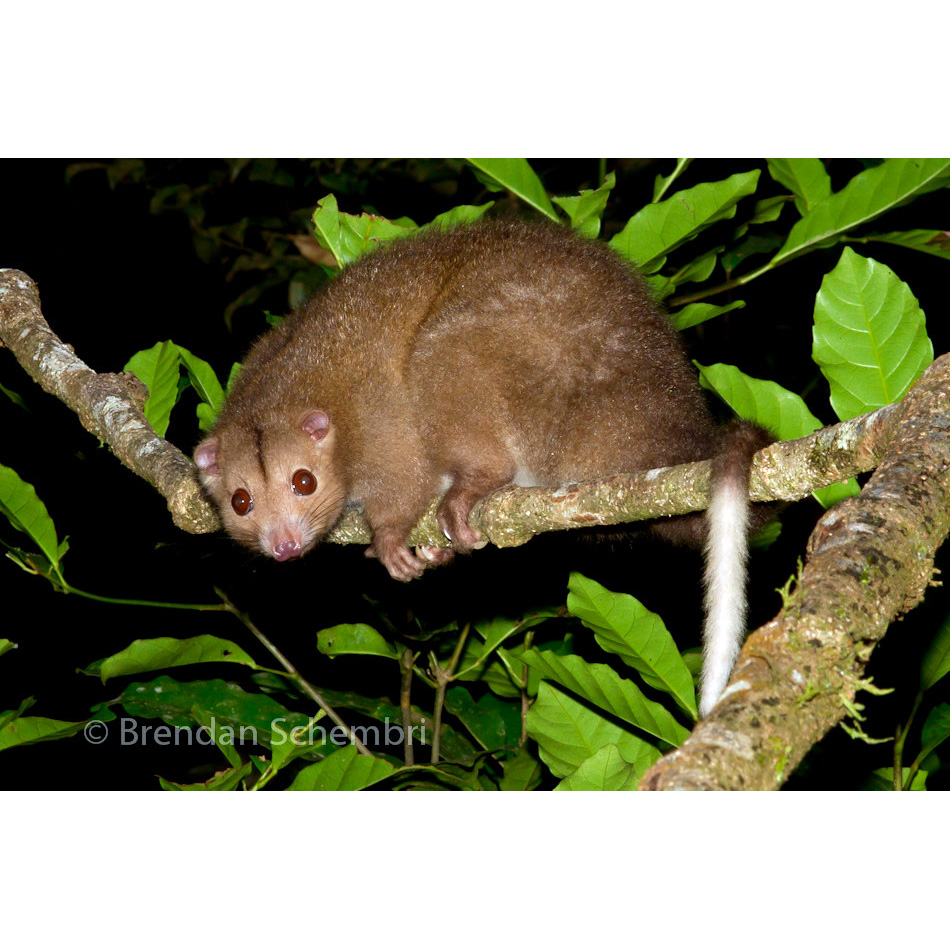 Daintree River Ringtail Possum (Pseudochirulus cinereus) Фото №2