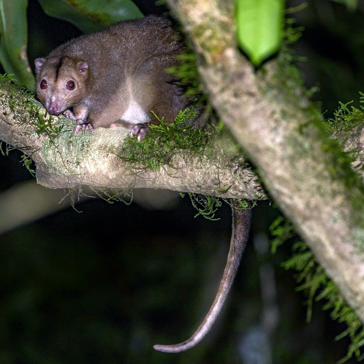 Daintree River Ringtail Possum (Pseudochirulus cinereus) Фото №4
