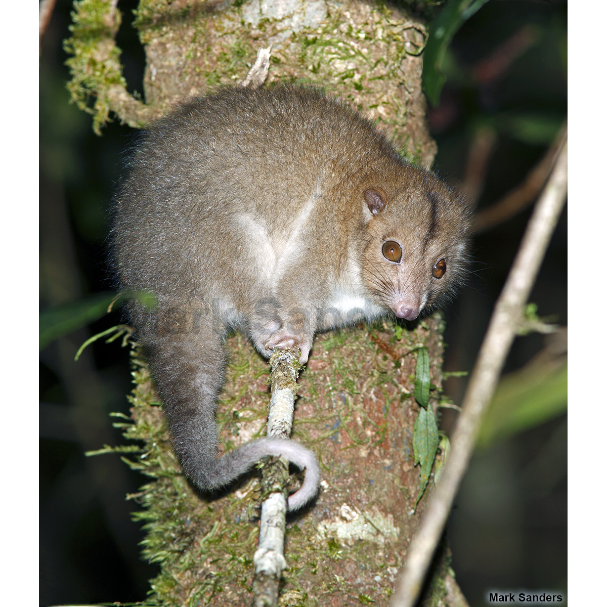 Daintree River Ringtail Possum (Pseudochirulus cinereus) Фото №5