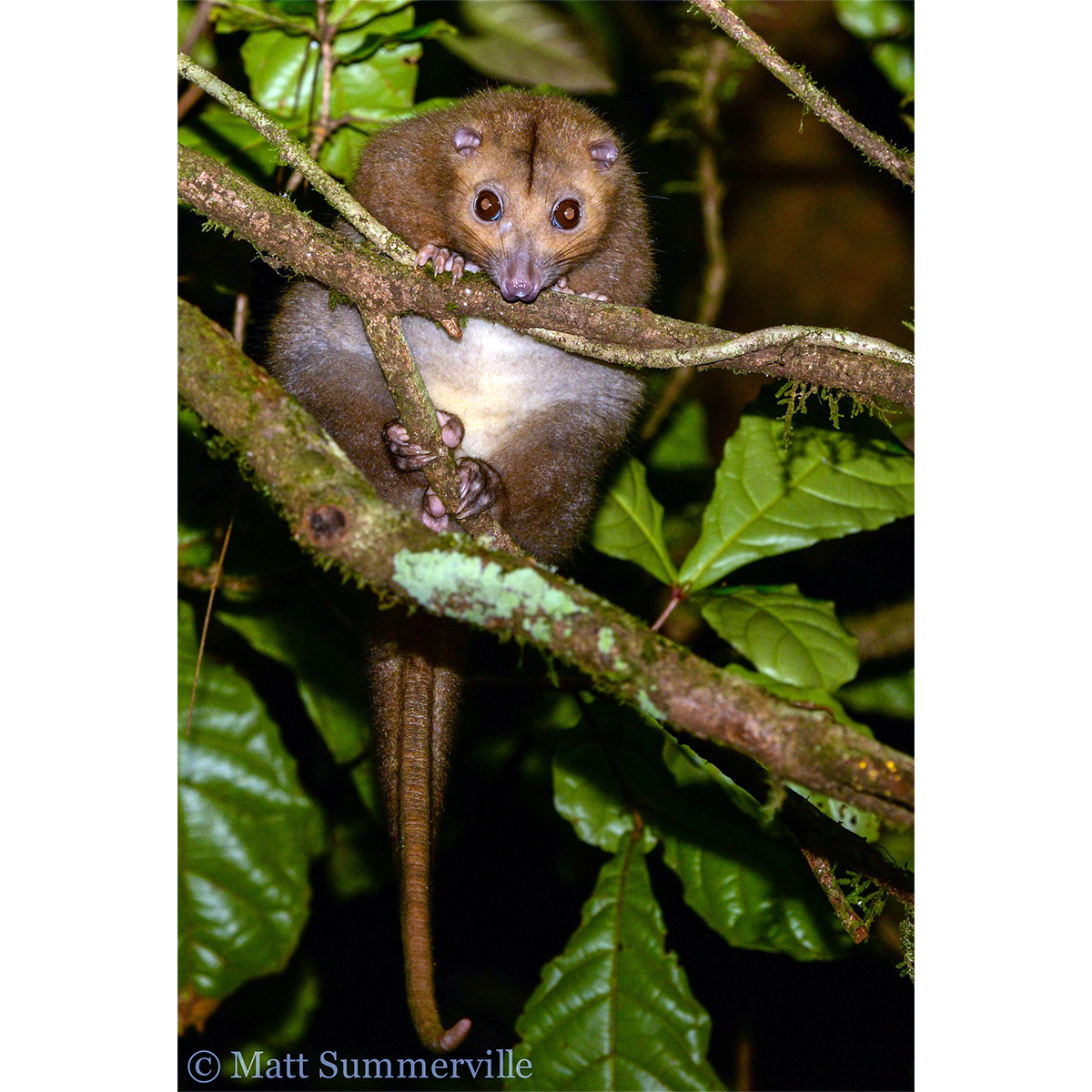 Daintree River Ringtail Possum (Pseudochirulus cinereus) Фото №6