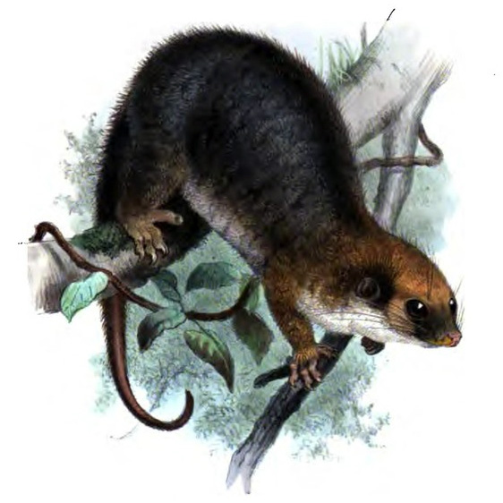 Кускус Форбса (Pseudochirulus forbesi) Фото №4