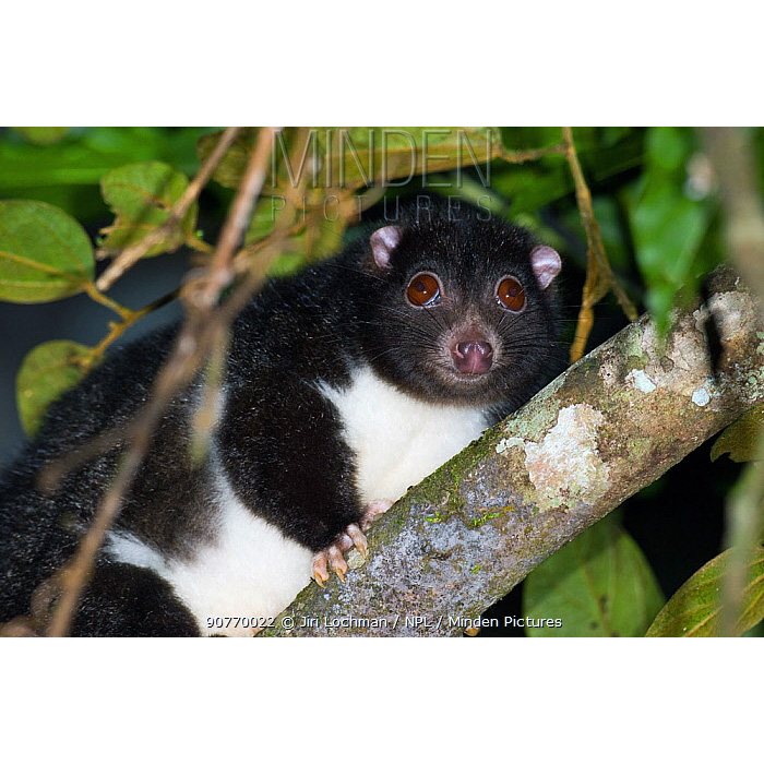 Кускус Герберта (Pseudochirulus herbertensis) Фото №10