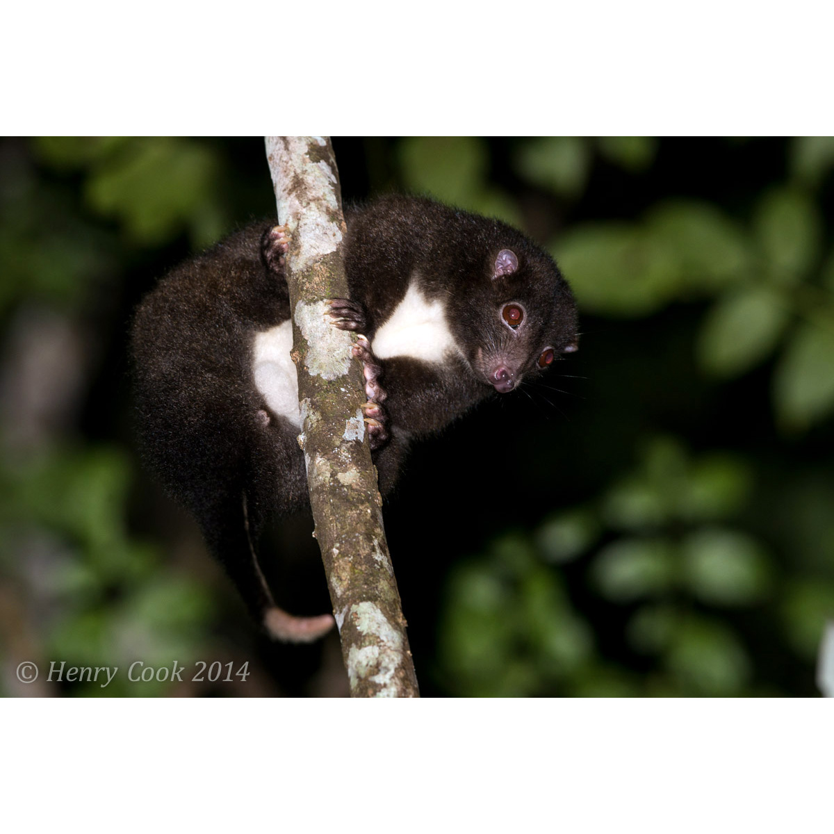 Кускус Герберта (Pseudochirulus herbertensis) Фото №2
