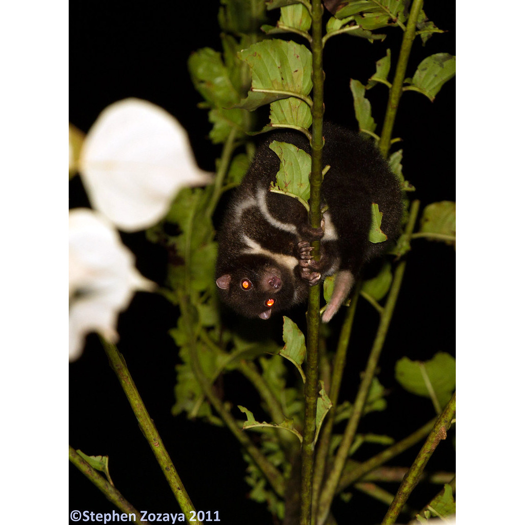Кускус Герберта (Pseudochirulus herbertensis) Фото №3