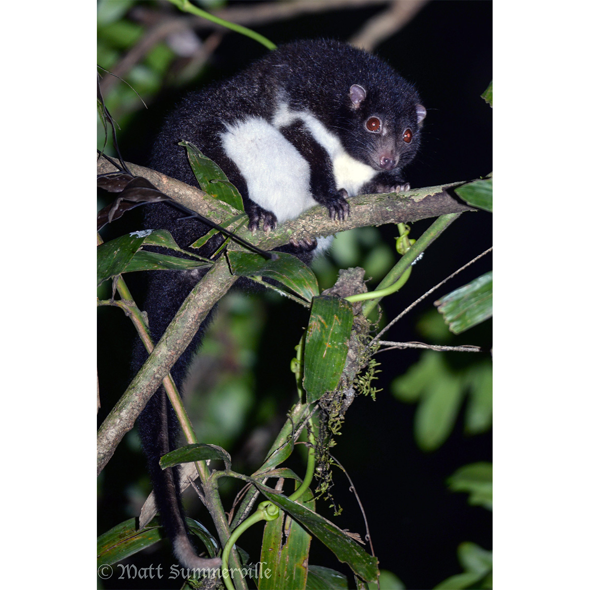 Кускус Герберта (Pseudochirulus herbertensis) Фото №4