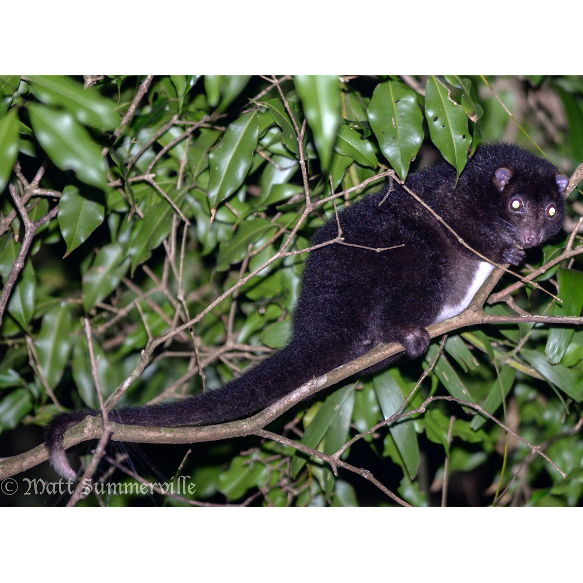 Кускус Герберта (Pseudochirulus herbertensis) Фото №5