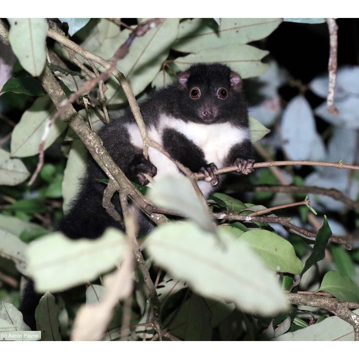 Кускус Герберта (Pseudochirulus herbertensis) Фото №7