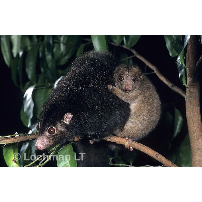 Кускус Герберта (Pseudochirulus herbertensis) Фото №9