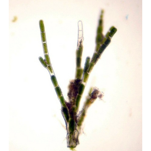 Семейство Pseudocladophoraceae фото