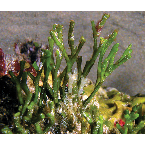 Семейство Pseudocodiaceae фото