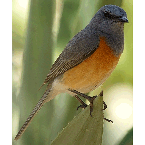 Род Pseudocossyphus  фото