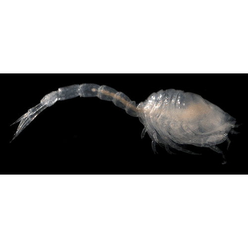 Семейство Pseudocumatidae фото