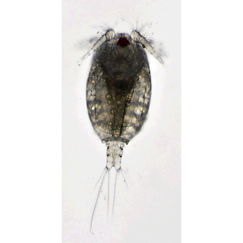 Семейство Pseudocyclopidae фото