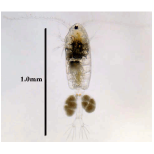 Семейство Pseudodiaptomidae фото