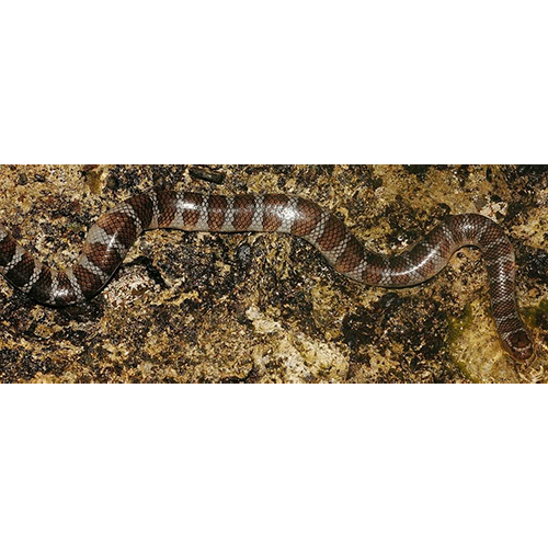  Род Pseudolaticauda  фото