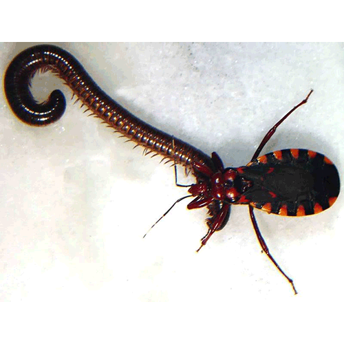 Семейство Pseudonannolenidae фото
