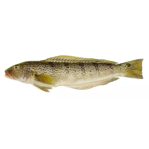 Род Pseudopercis фото