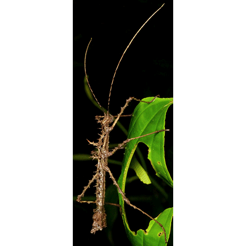 Семейство Pseudophasmatoidea фото