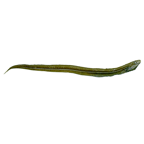  Род Pseudophichthys  фото