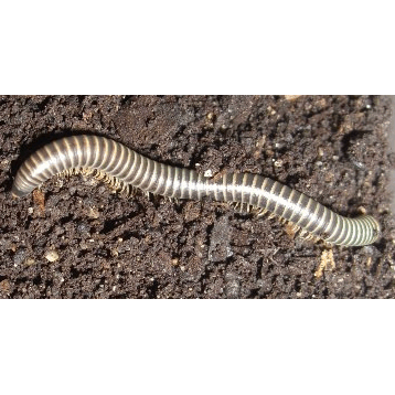 Семейство Pseudospirobolellidae фото