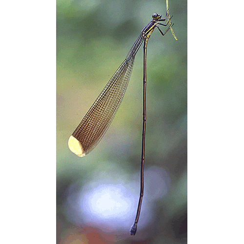 Семейство Pseudostigmatidae фото