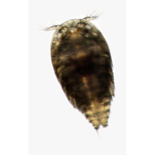 Семейство Pseudotachidiidae фото