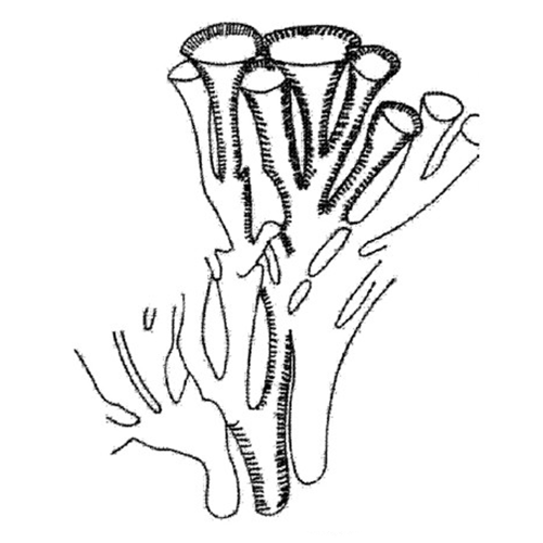 Семейство Pseudoudoteaceae фото