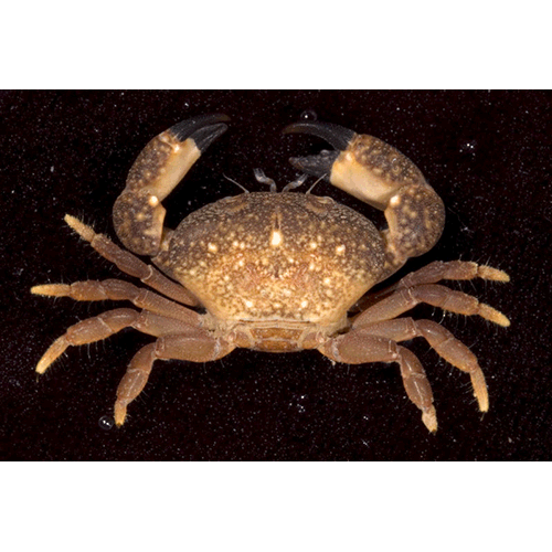 Семейство Pseudozioidea фото