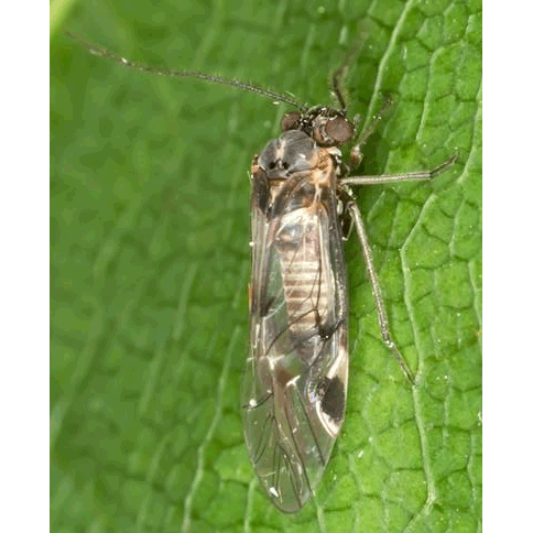 Семейство Psocidae фото