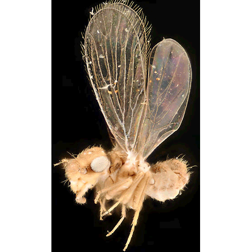 Семейство Psoquillidae фото