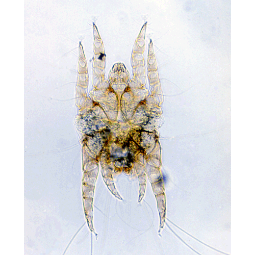 Семейство Psoroptidae фото
