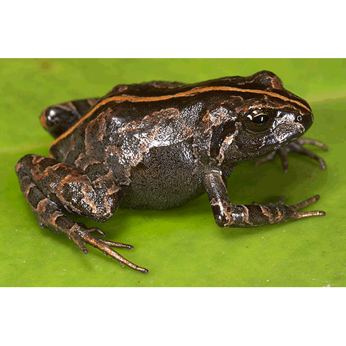  Род Psychrophrynella  фото