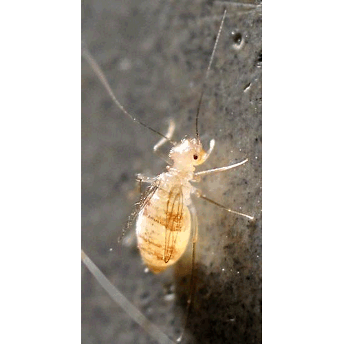 Семейство Psyllipsocidae фото