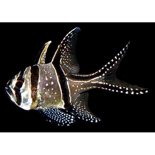 Род Pterapogon фото