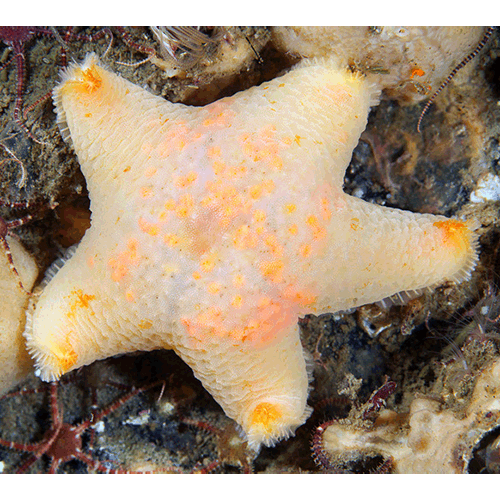 Семейство Pterasteridae  фото
