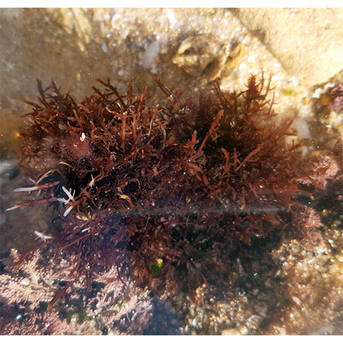 Семейство Pterocladiaceae фото