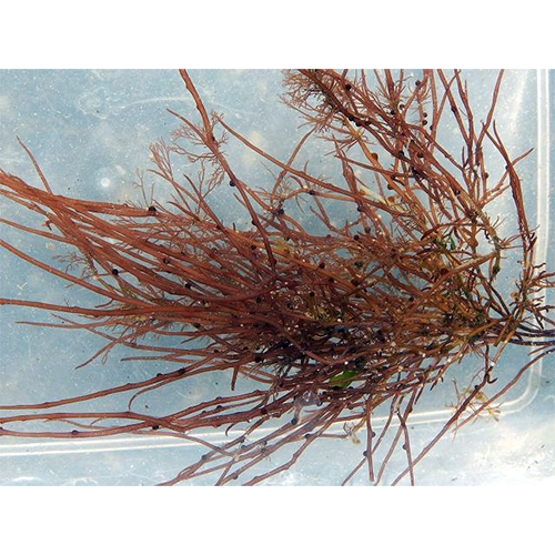 Семейство Pterocladiophilaceae фото