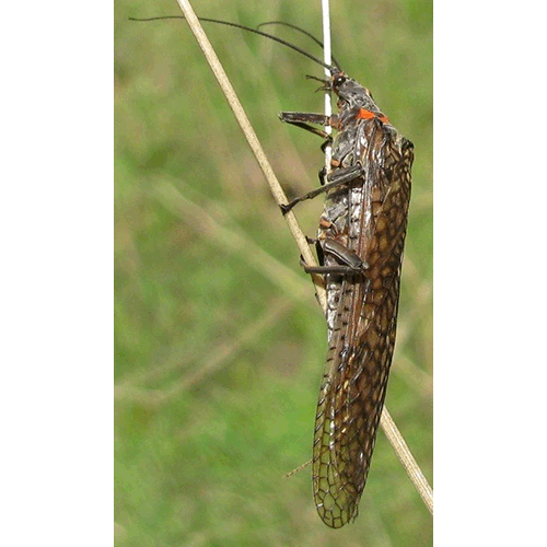 Семейство Pteronarcyoidea фото