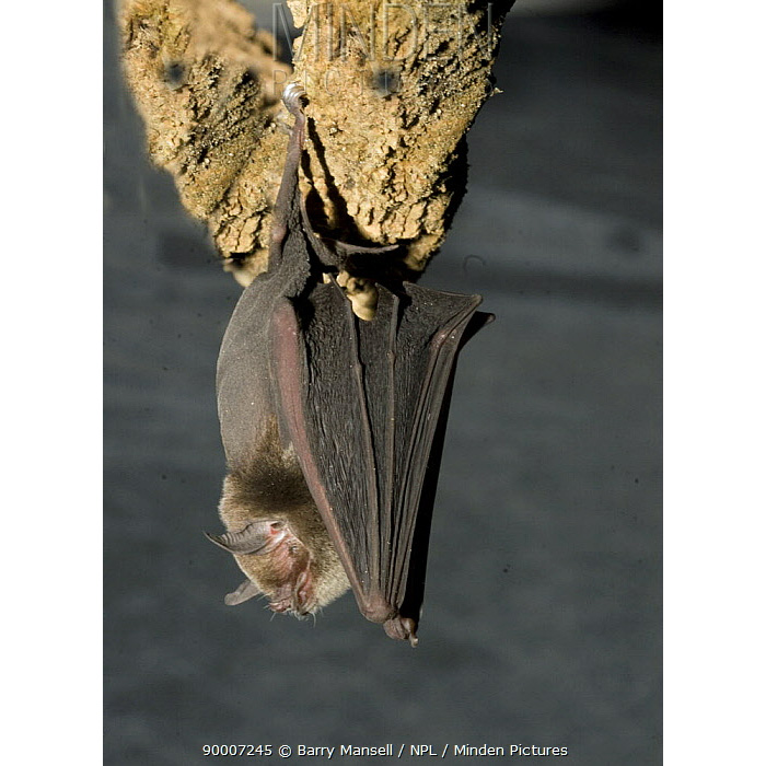 Подбородколист Дэви (Pteronotus davyi) Фото №2