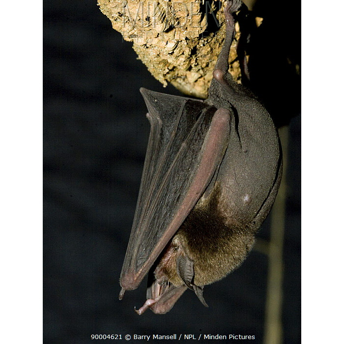 Подбородколист Дэви (Pteronotus davyi) Фото №3