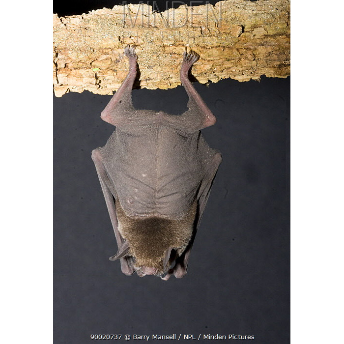 Подбородколист Дэви (Pteronotus davyi) Фото №4