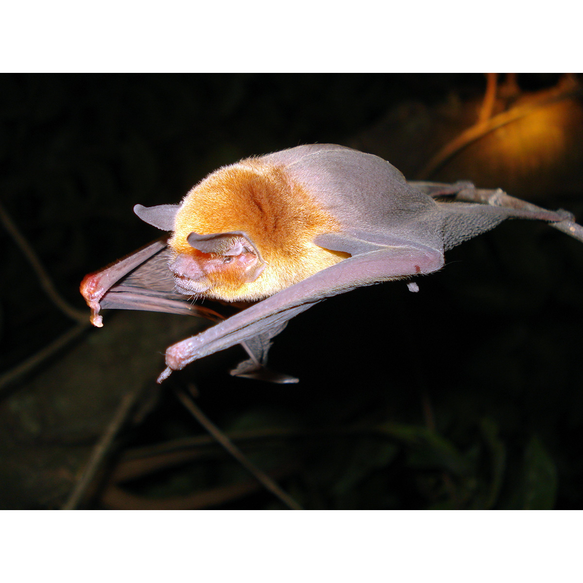 Подбородколист Дэви (Pteronotus davyi) Фото №5